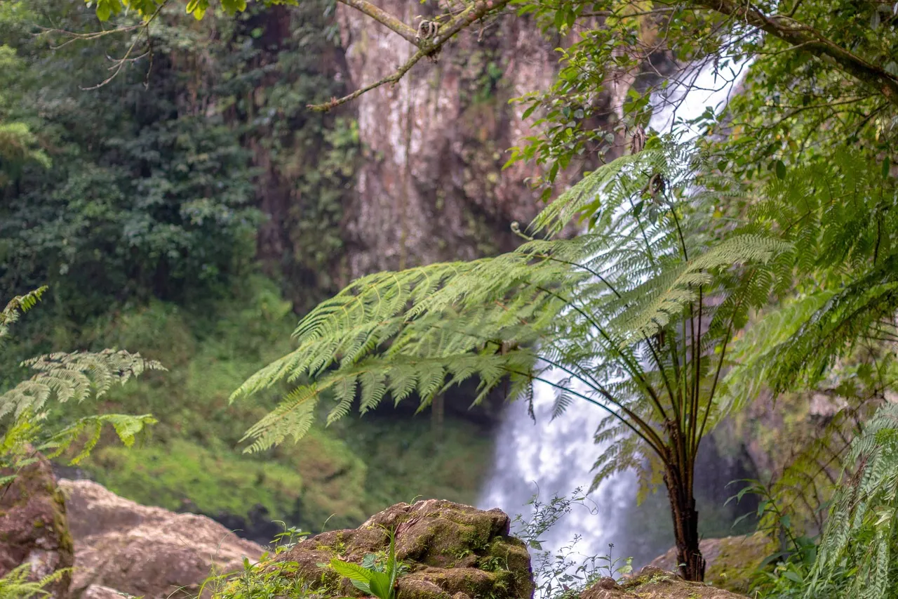 Tree ferns beside a waterfall in lush forest