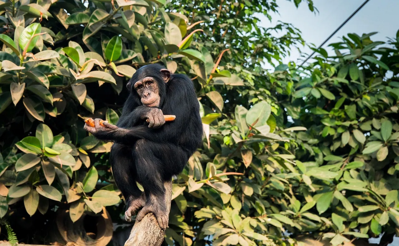A young chimpanzee sitting in a leafy tree