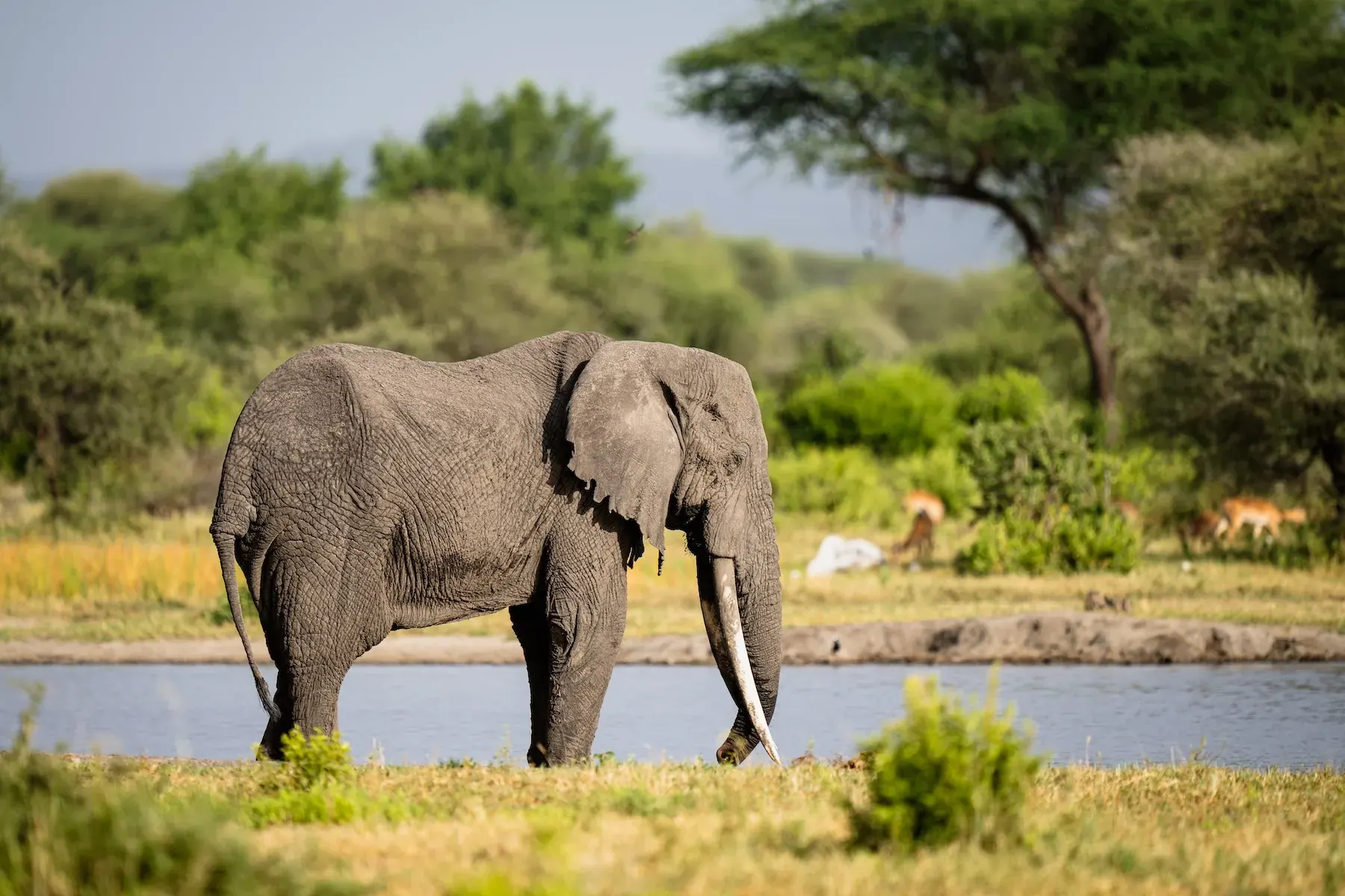 A large tusker elephant standing at a waterhole with acacia trees behind
