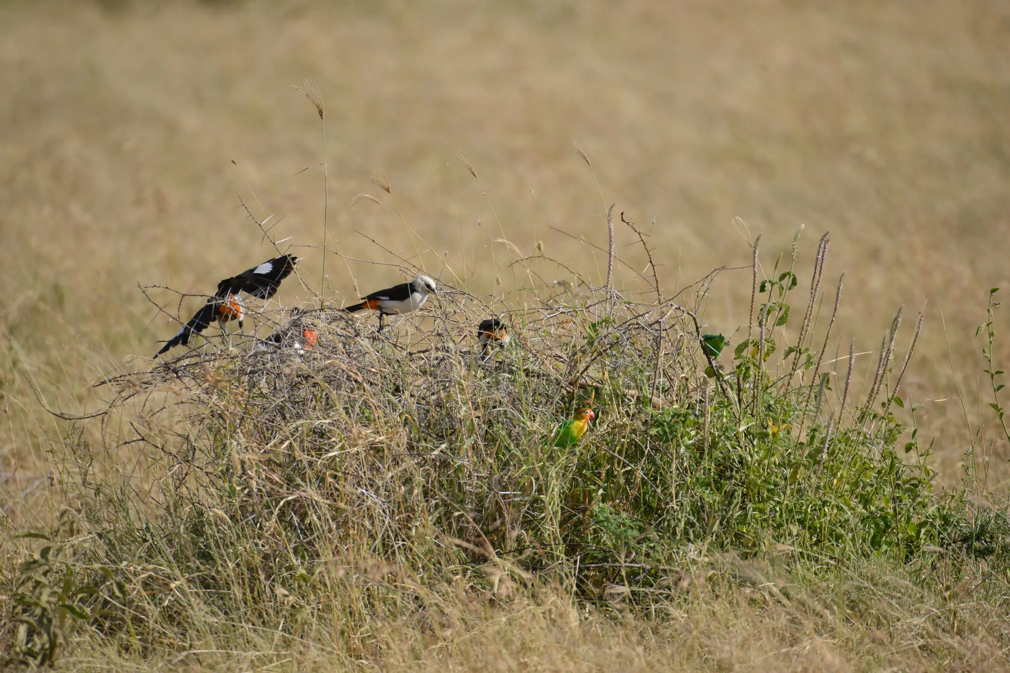 Two black-and-white birds perched on dry thorn scrub in golden grassland