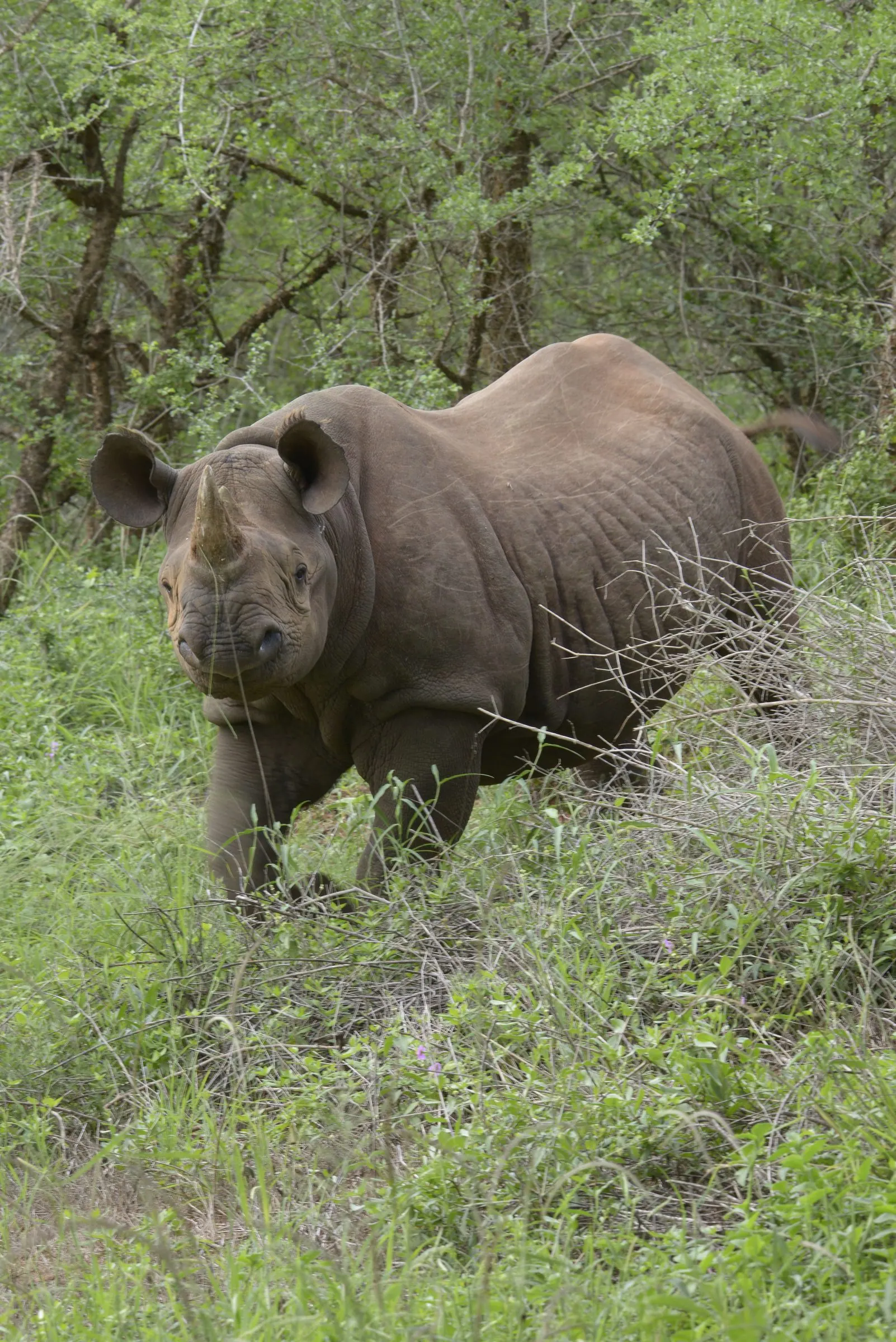 A black rhino walking towards the camera through green bush