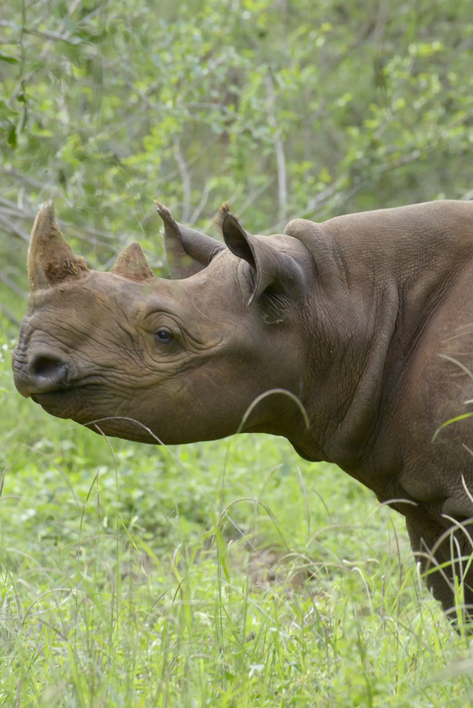Close profile of a black rhino with two horns in lush grass