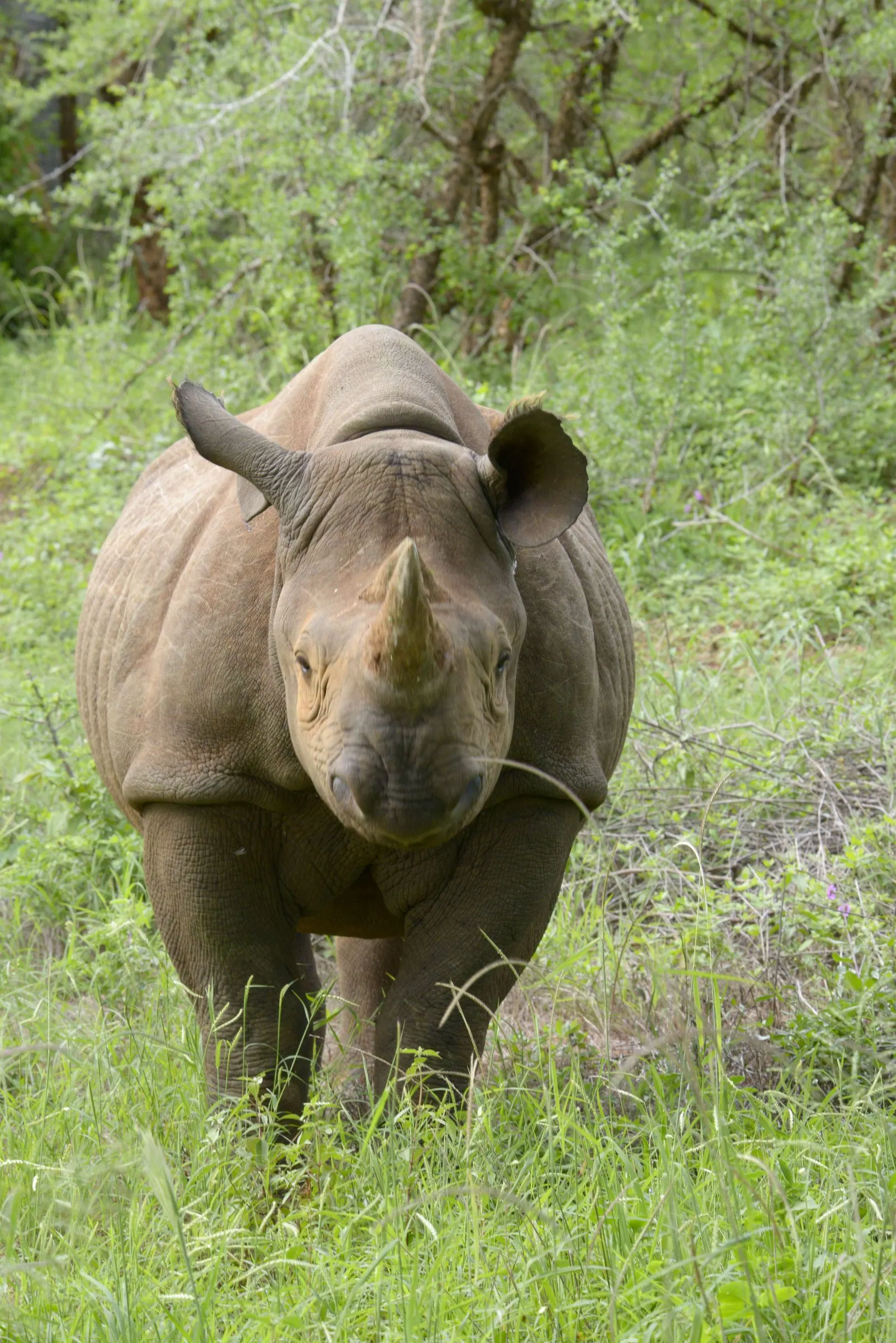 A black rhino facing the camera head-on in green grass