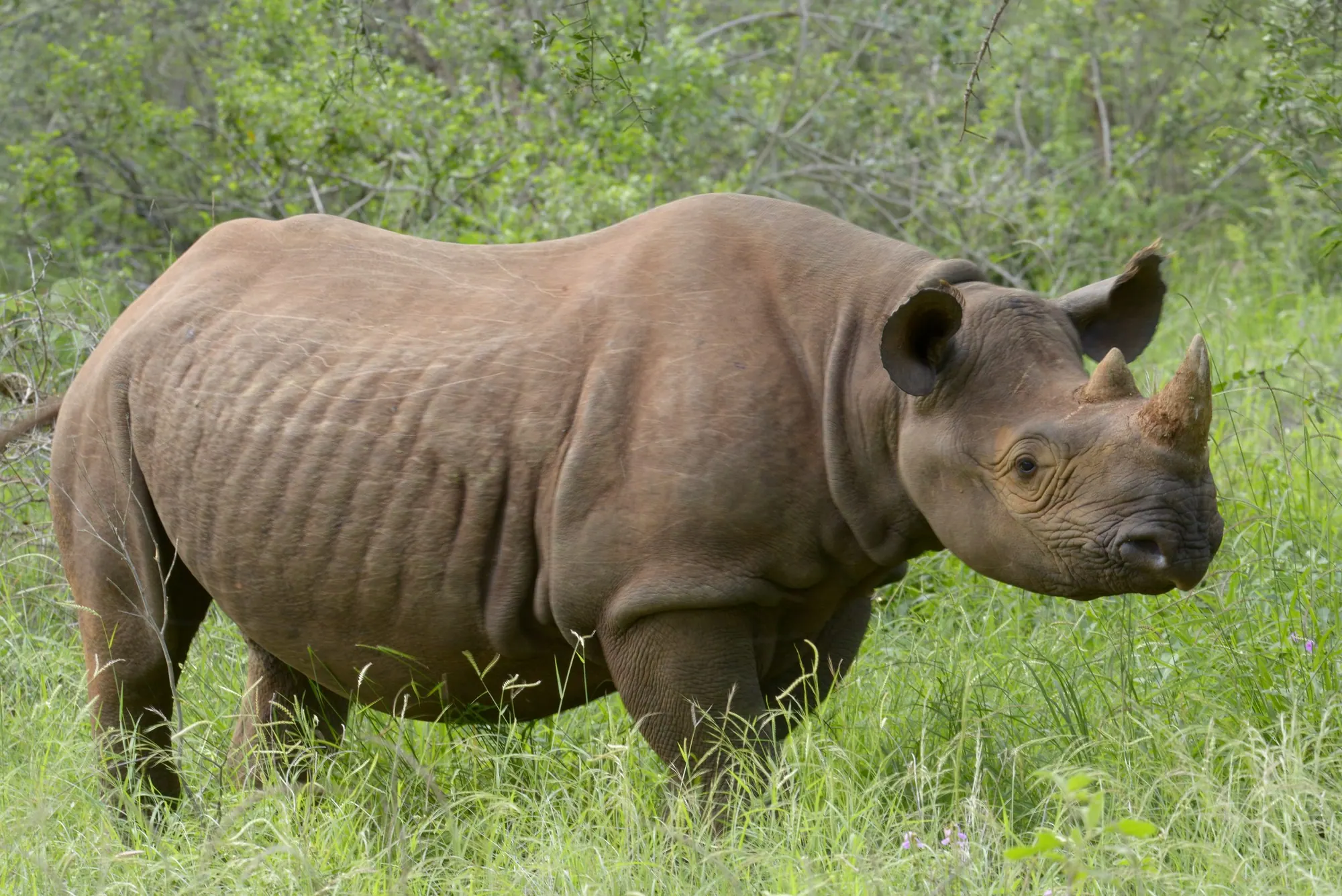 A black rhino standing side-on in green grass