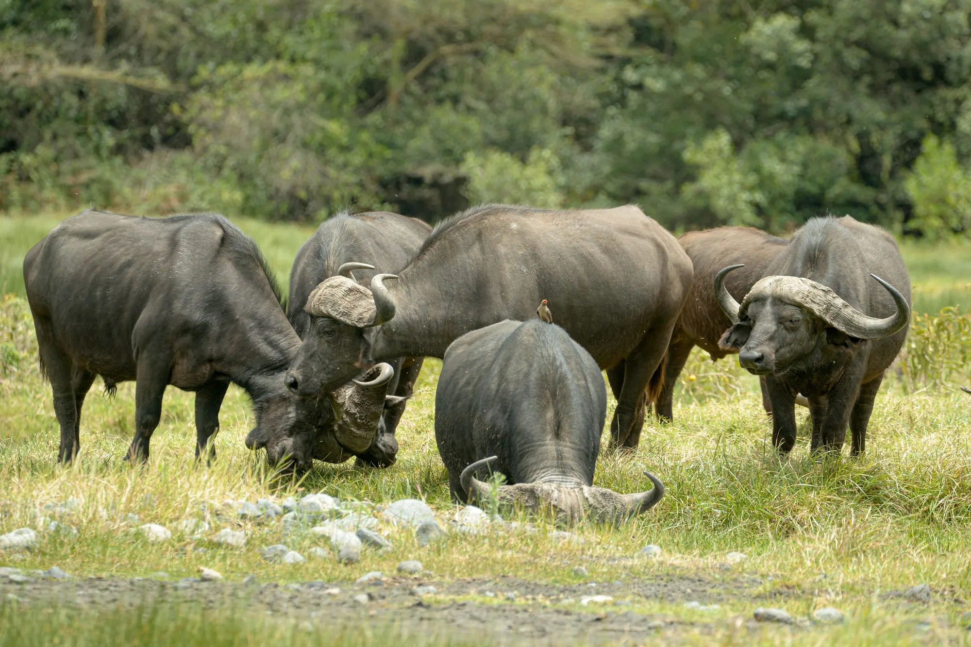 A herd of Cape buffalo grazing in green grass