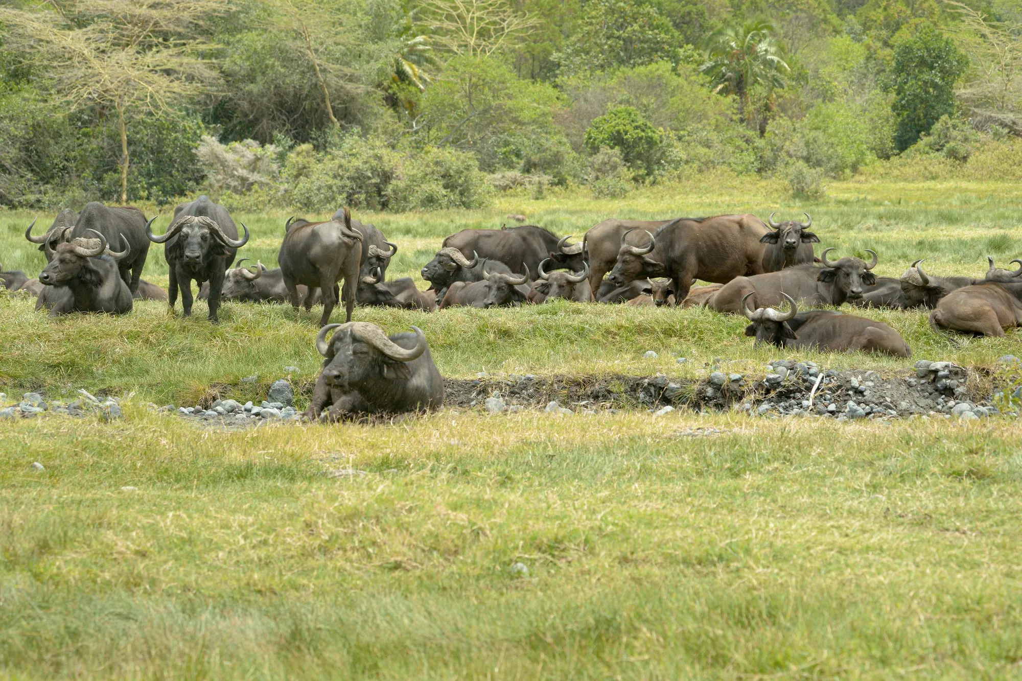 A large buffalo herd resting and grazing on green flats