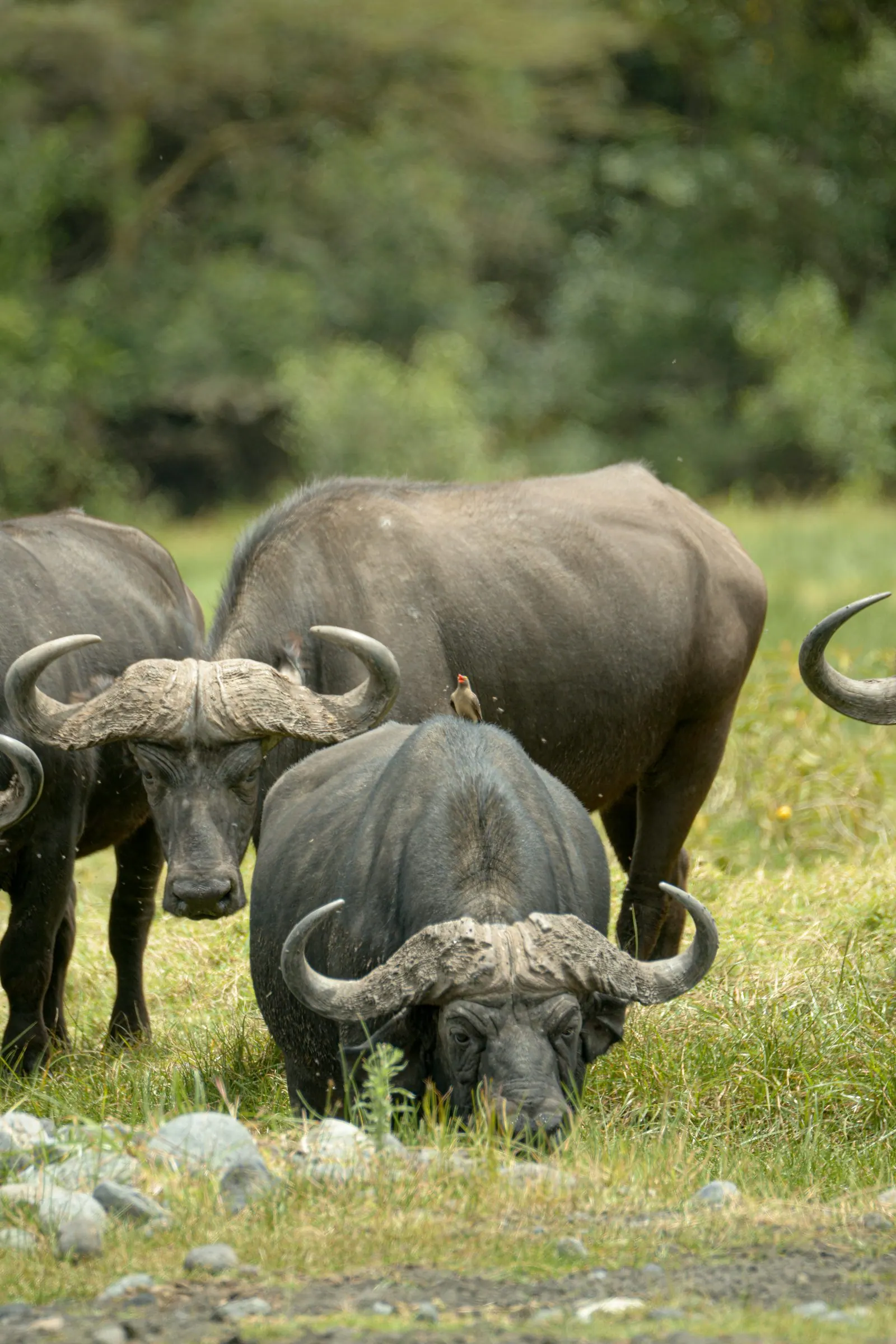 A Cape buffalo looking at the camera with an oxpecker perched on its back