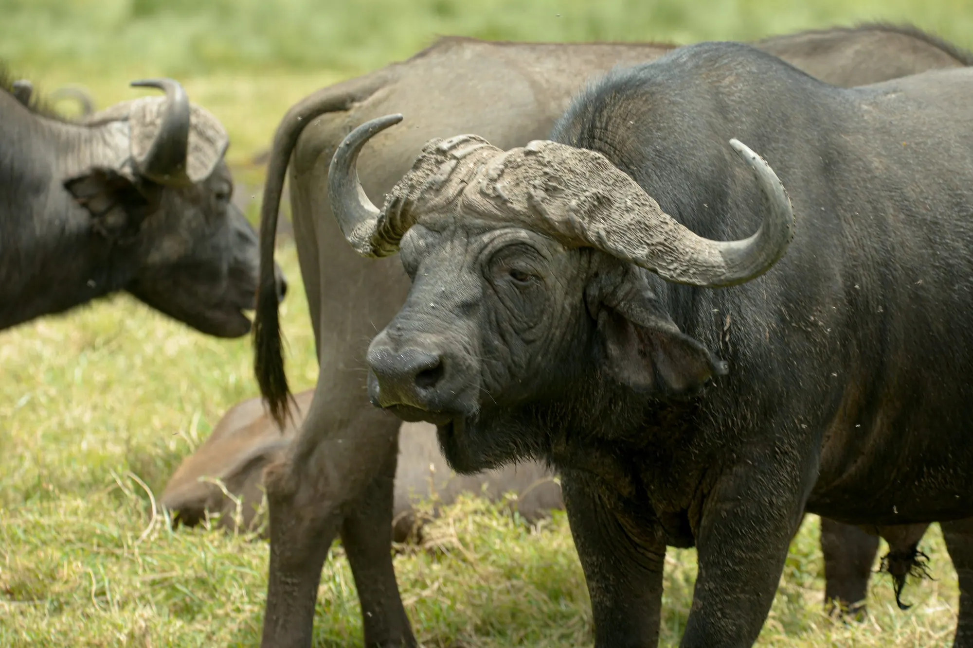 A Cape buffalo bull with a heavy horn boss standing among the herd