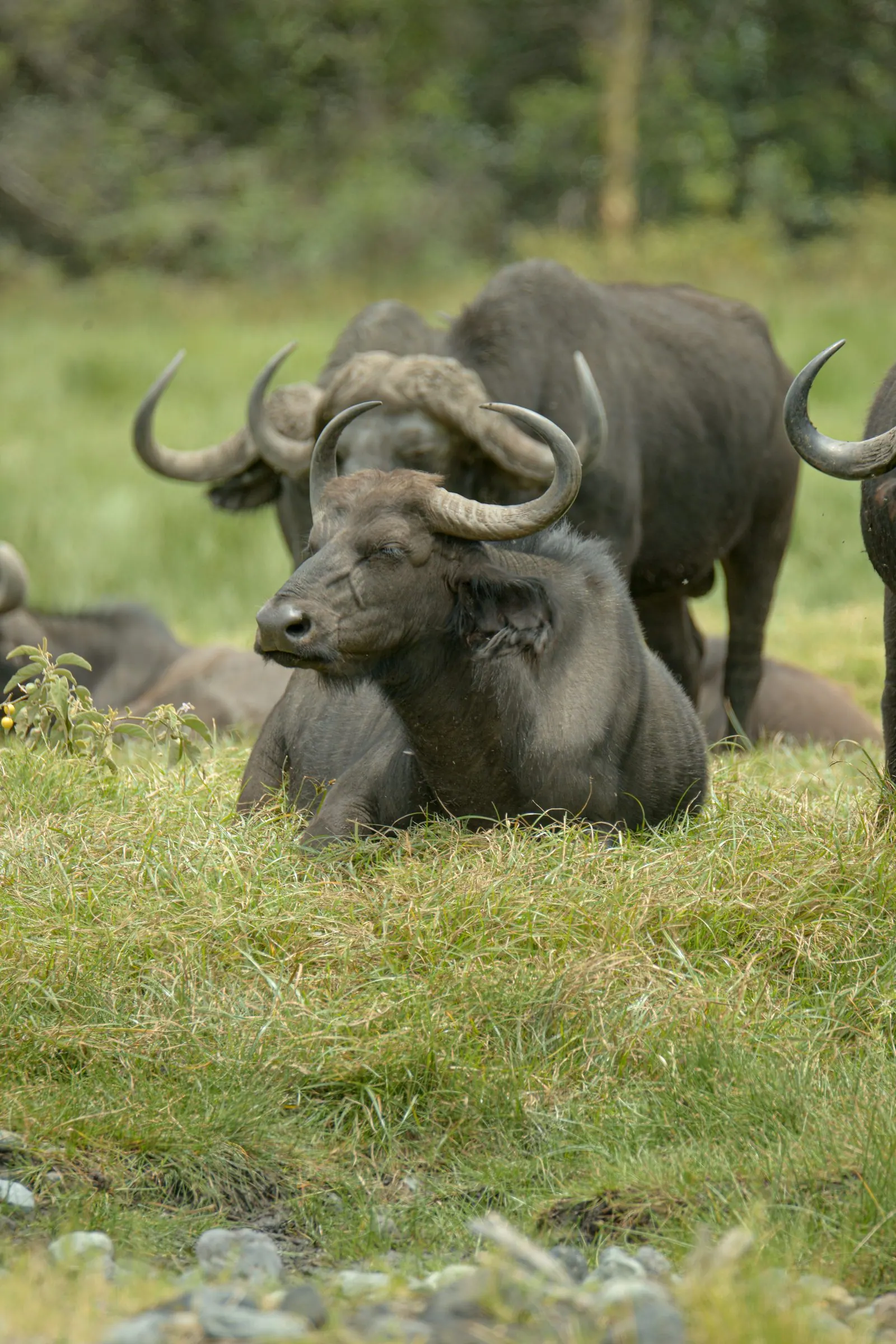 A Cape buffalo bull lying in short grass with the herd behind