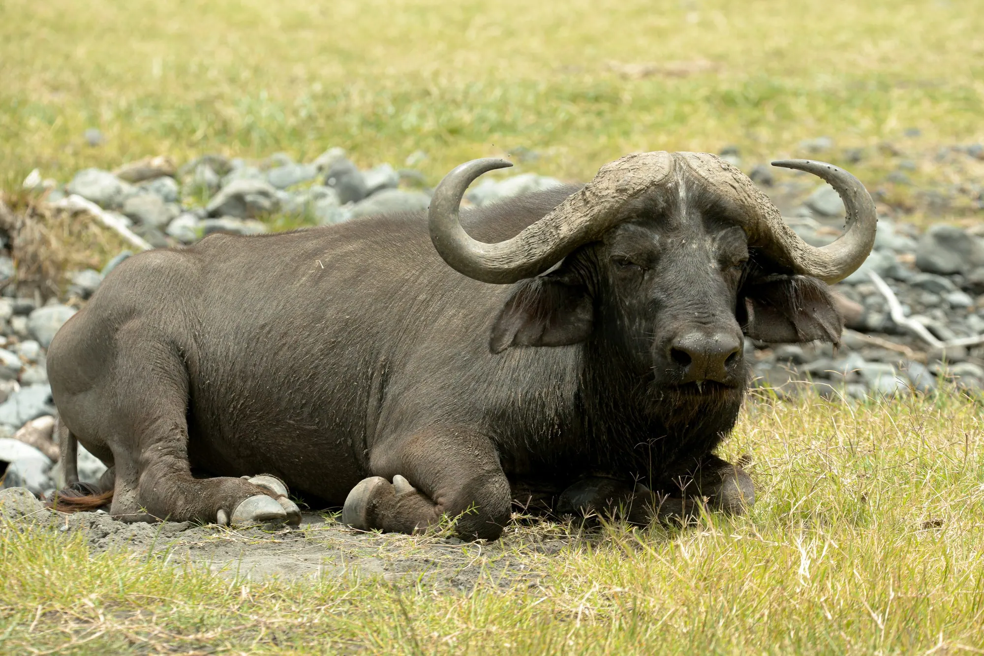 A Cape buffalo bull lying down beside a scatter of stones