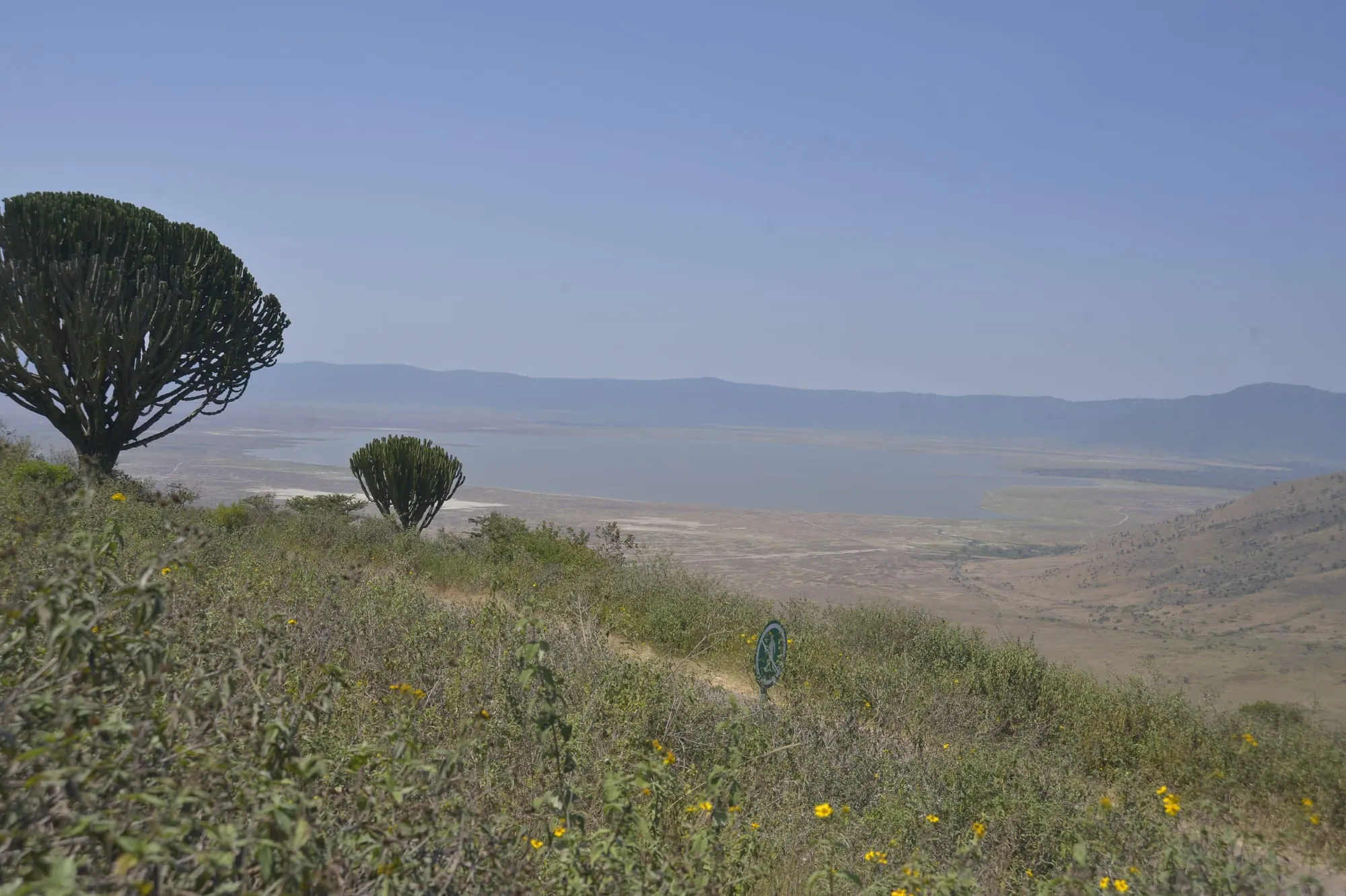 A view across a crater floor with a candelabra tree on the slope in the foreground