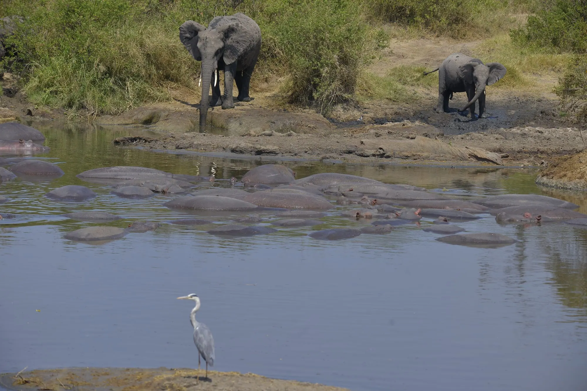 An elephant and calf at the edge of a pool crowded with hippos, a grey heron in the foreground