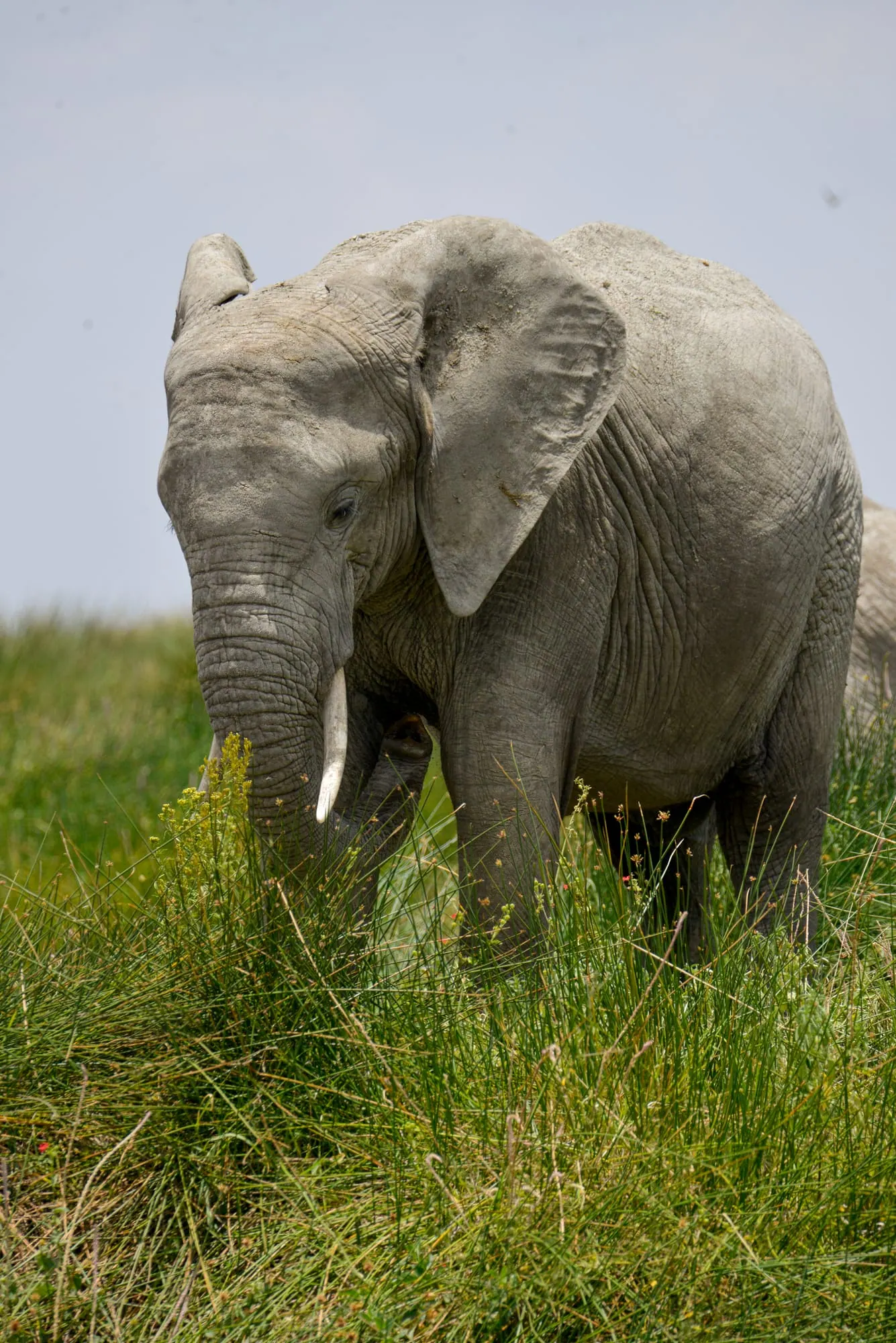 An elephant with a visible tusk standing in long green grass
