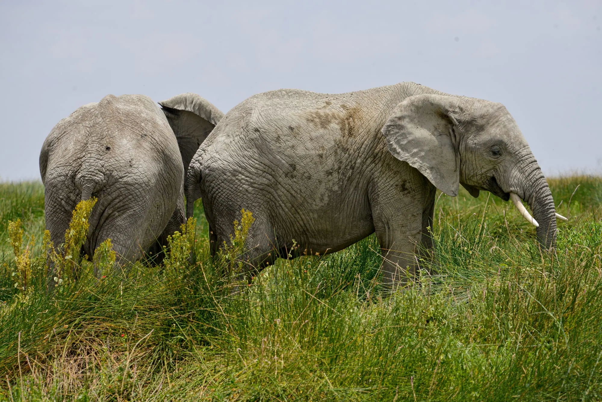 A pair of elephants grazing together in lush green grass
