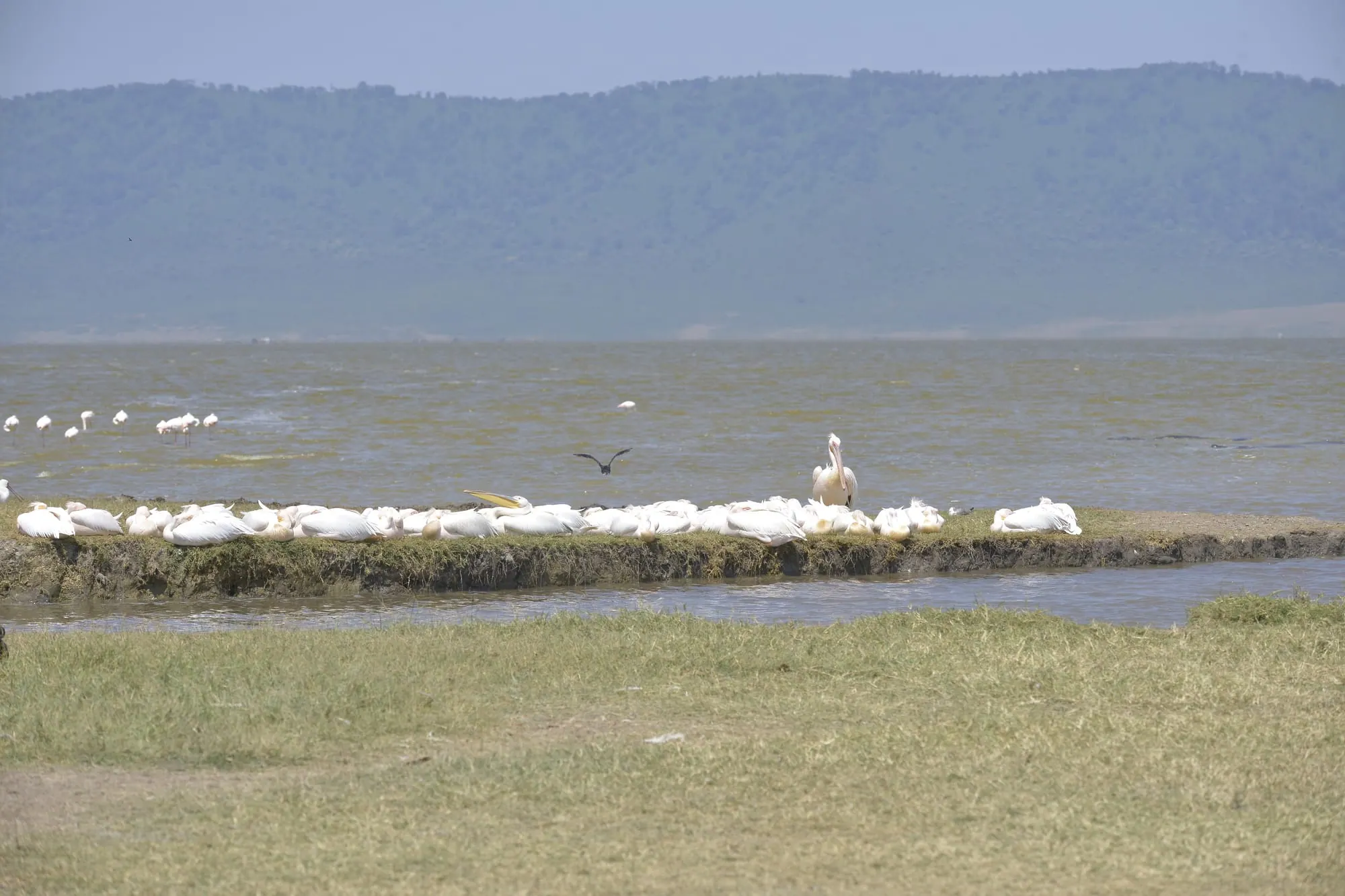 Flamingos along the shore of a lake inside a crater with the crater wall beyond