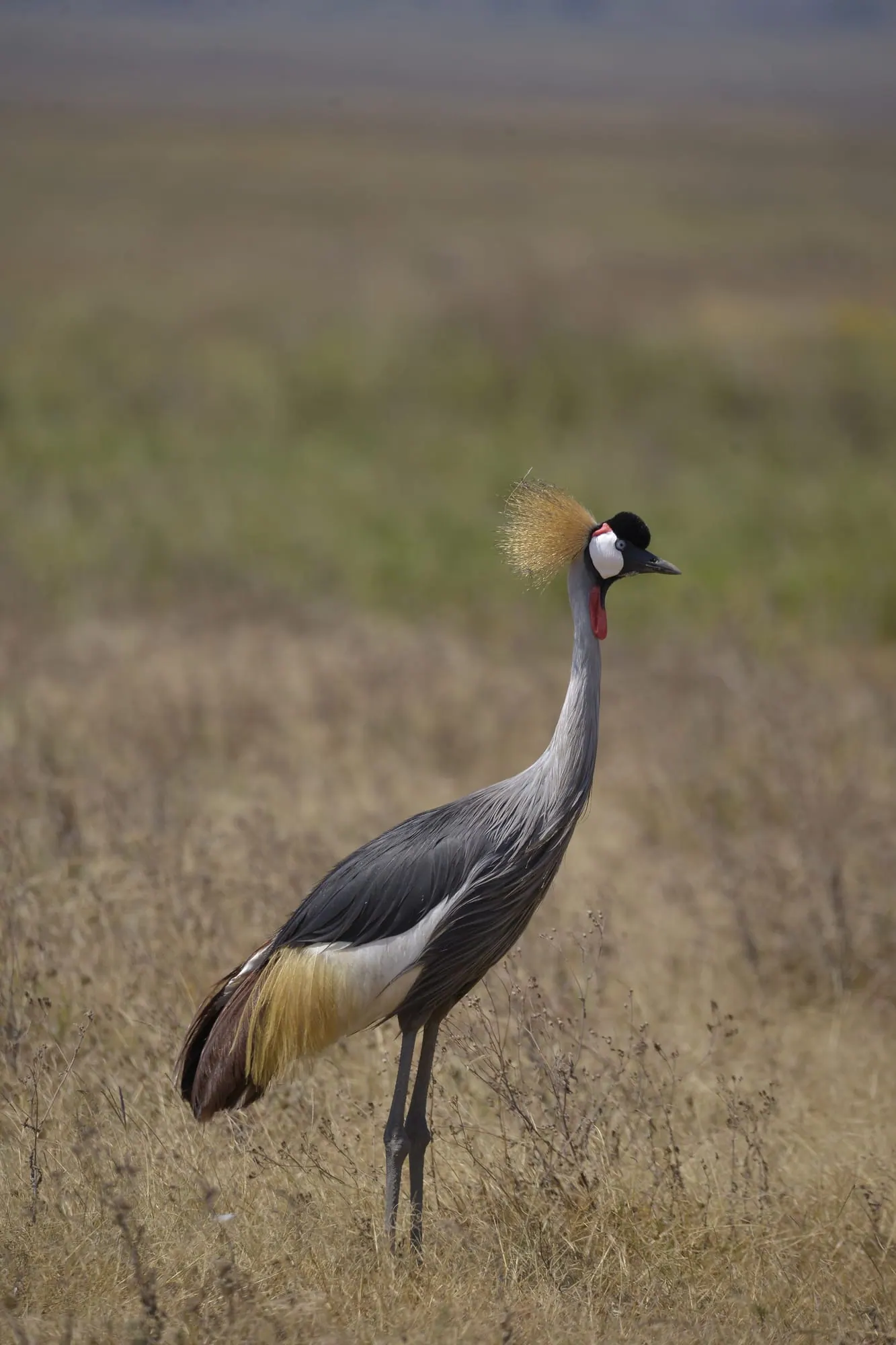 A grey crowned crane with its golden crest in dry grass