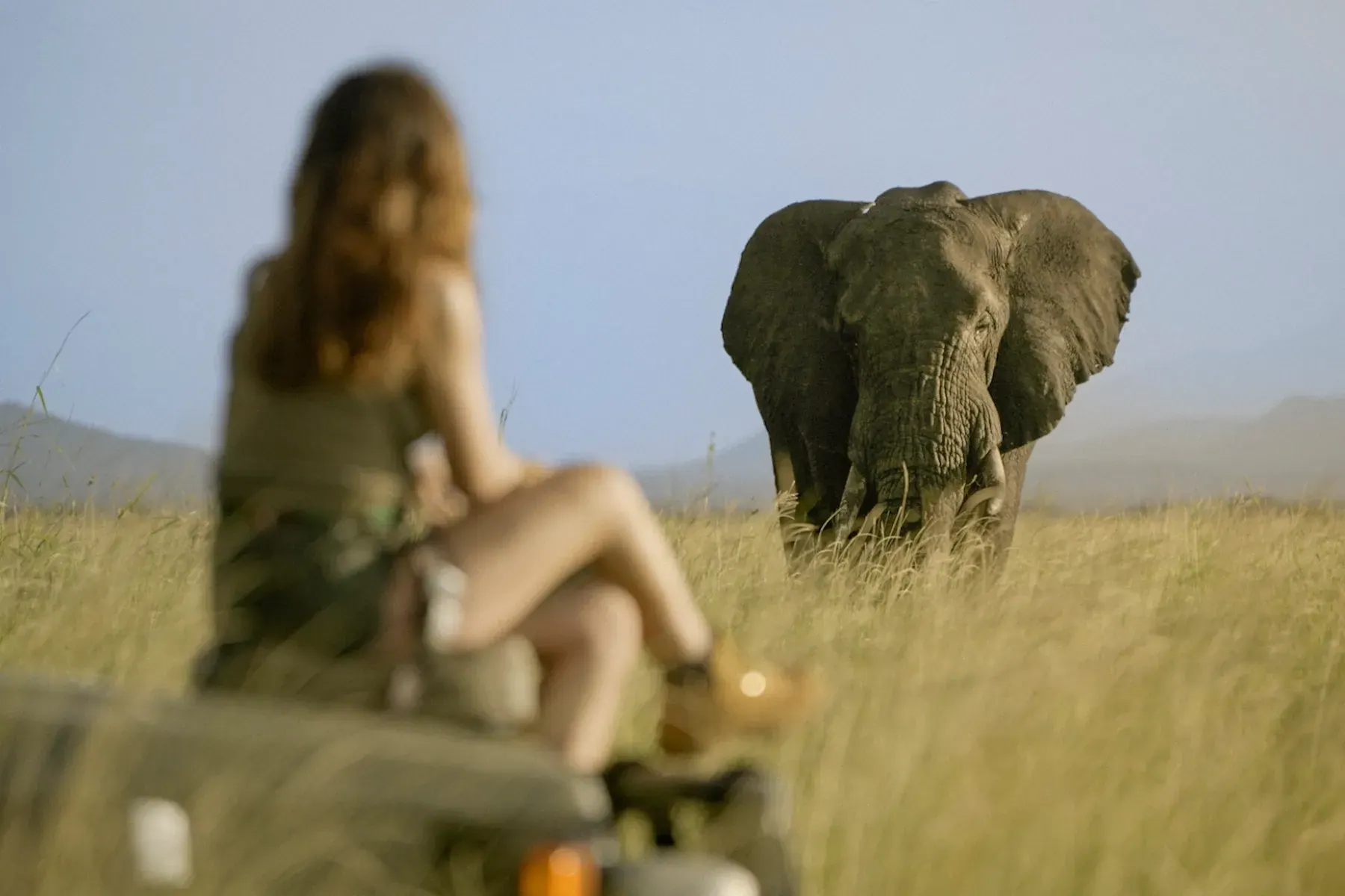 A guest sitting on a safari vehicle watching an elephant in the grass