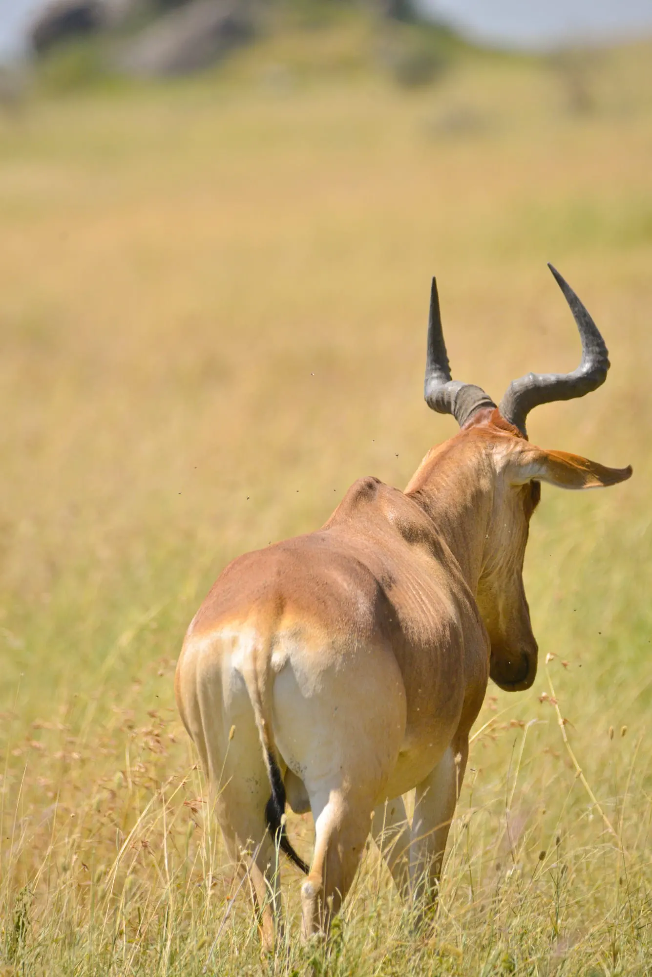 A hartebeest seen from behind with curved horns on golden grass