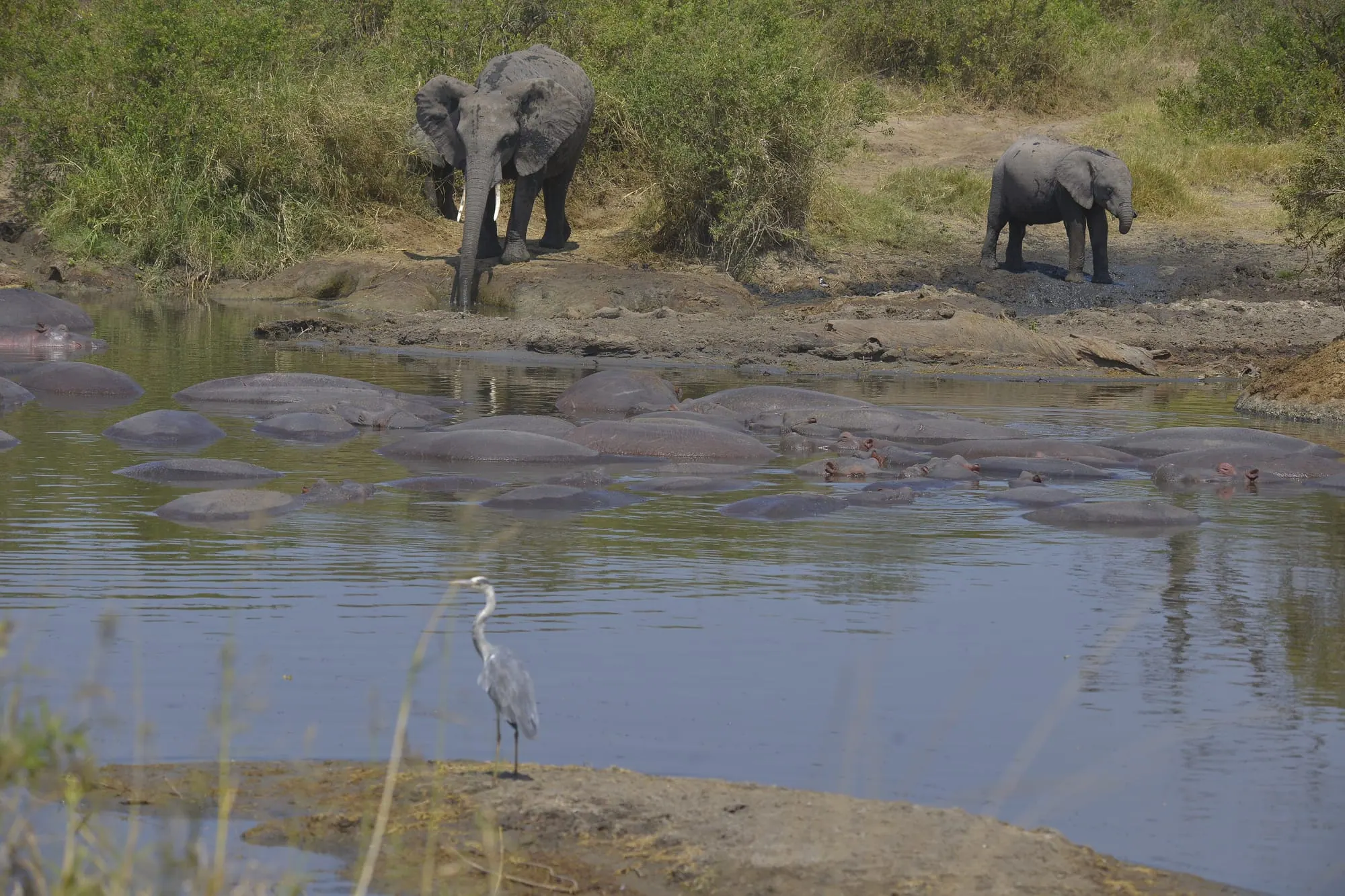 Elephants beside a hippo pool with a grey heron standing at the water edge