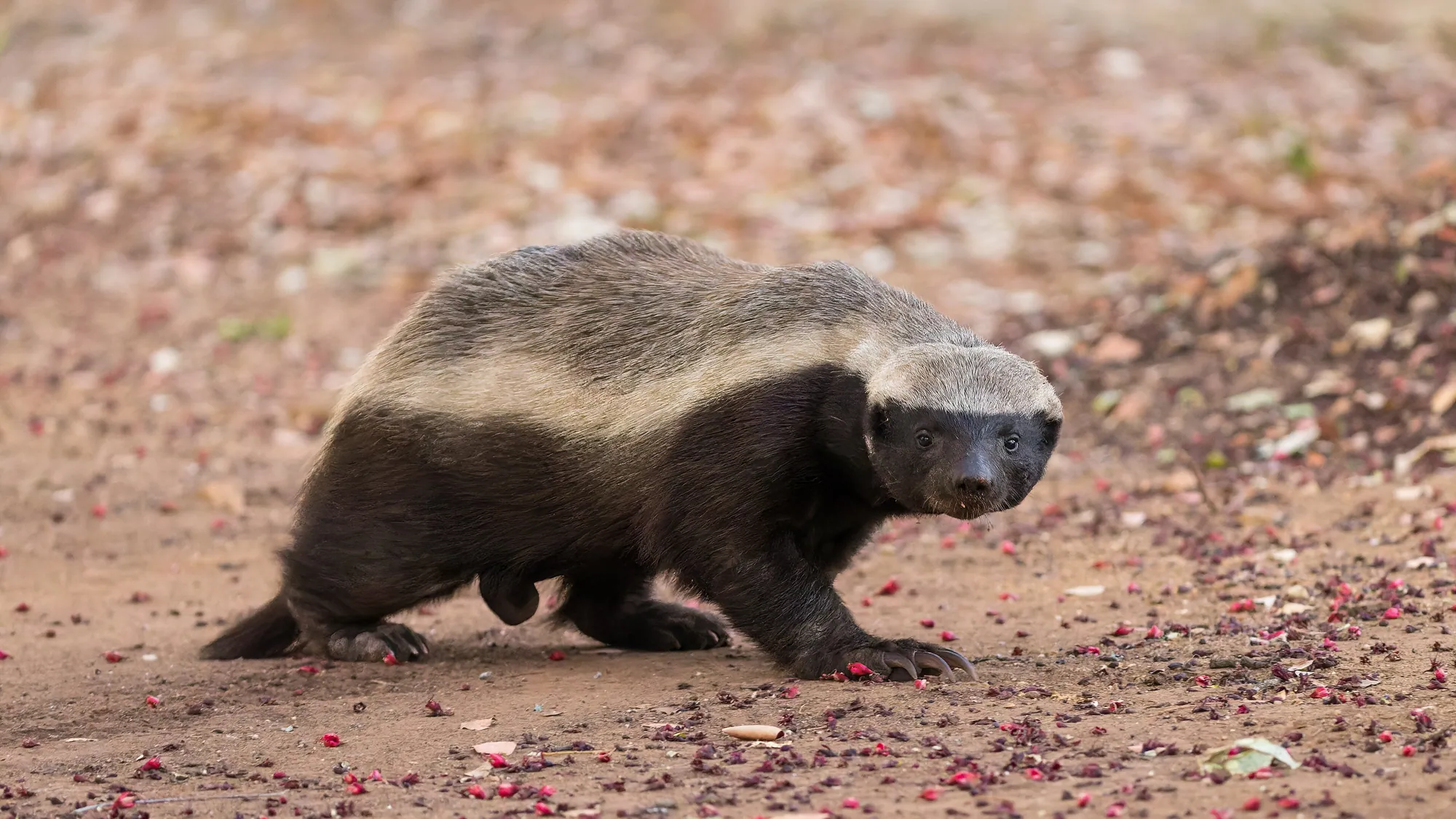 A honey badger walking toward the camera across red earth scattered with fallen petals