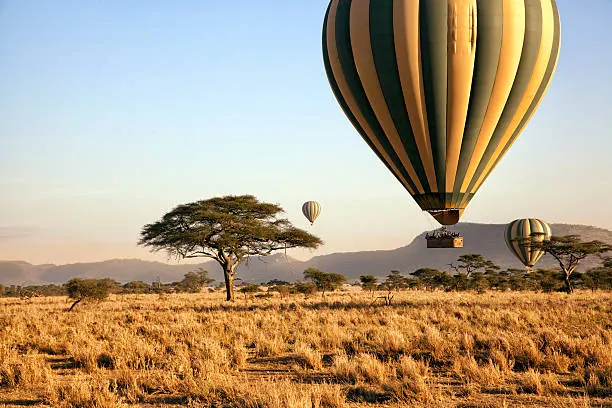 A striped hot air balloon rising beside an acacia tree over golden savanna