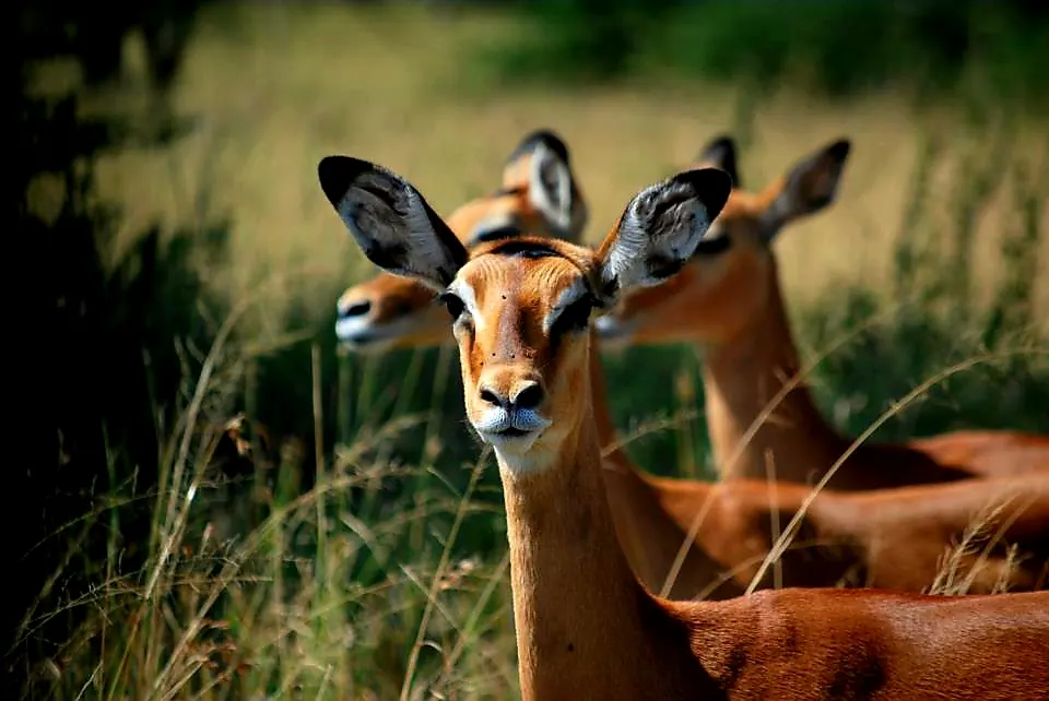 Two impala standing alert in tall grass