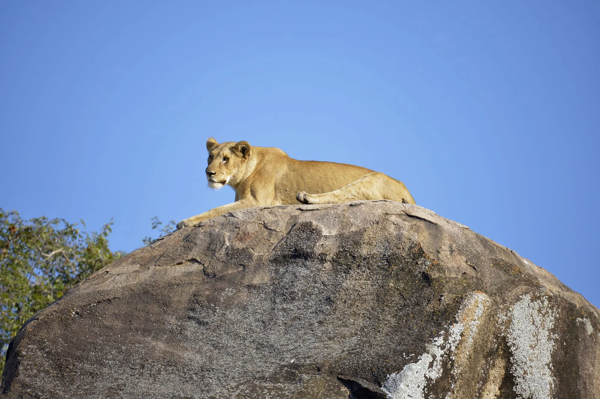A lioness lying on a granite kopje against a blue sky