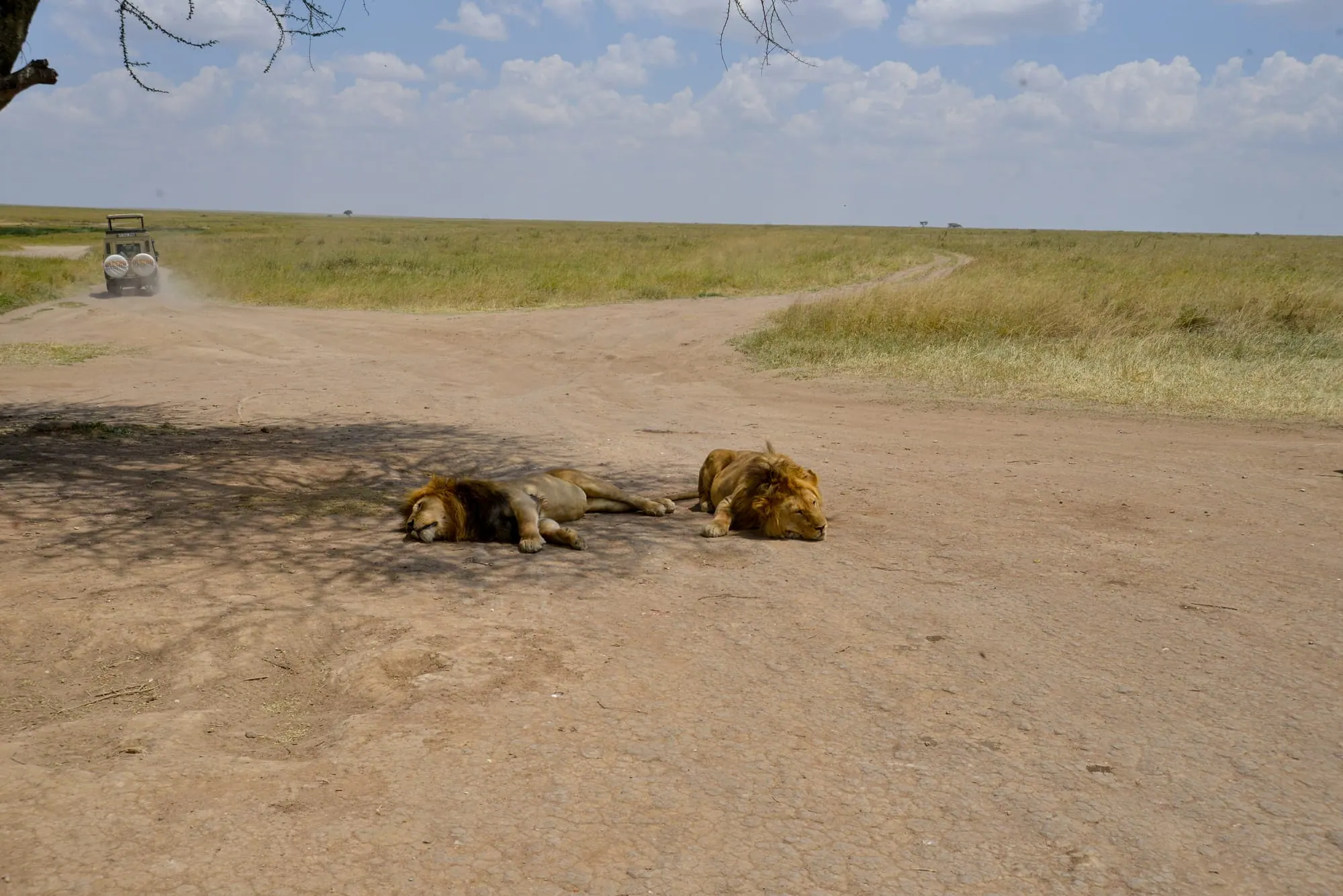 Two lions resting on a dirt track with a safari vehicle in the distance