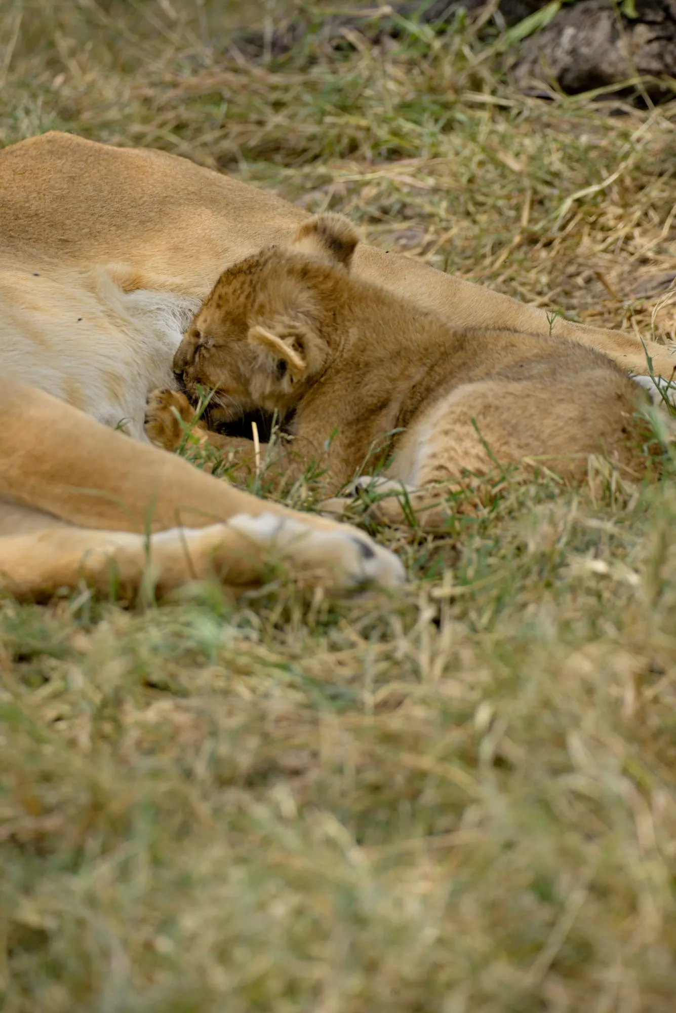 Lions sleeping close together in dry grass