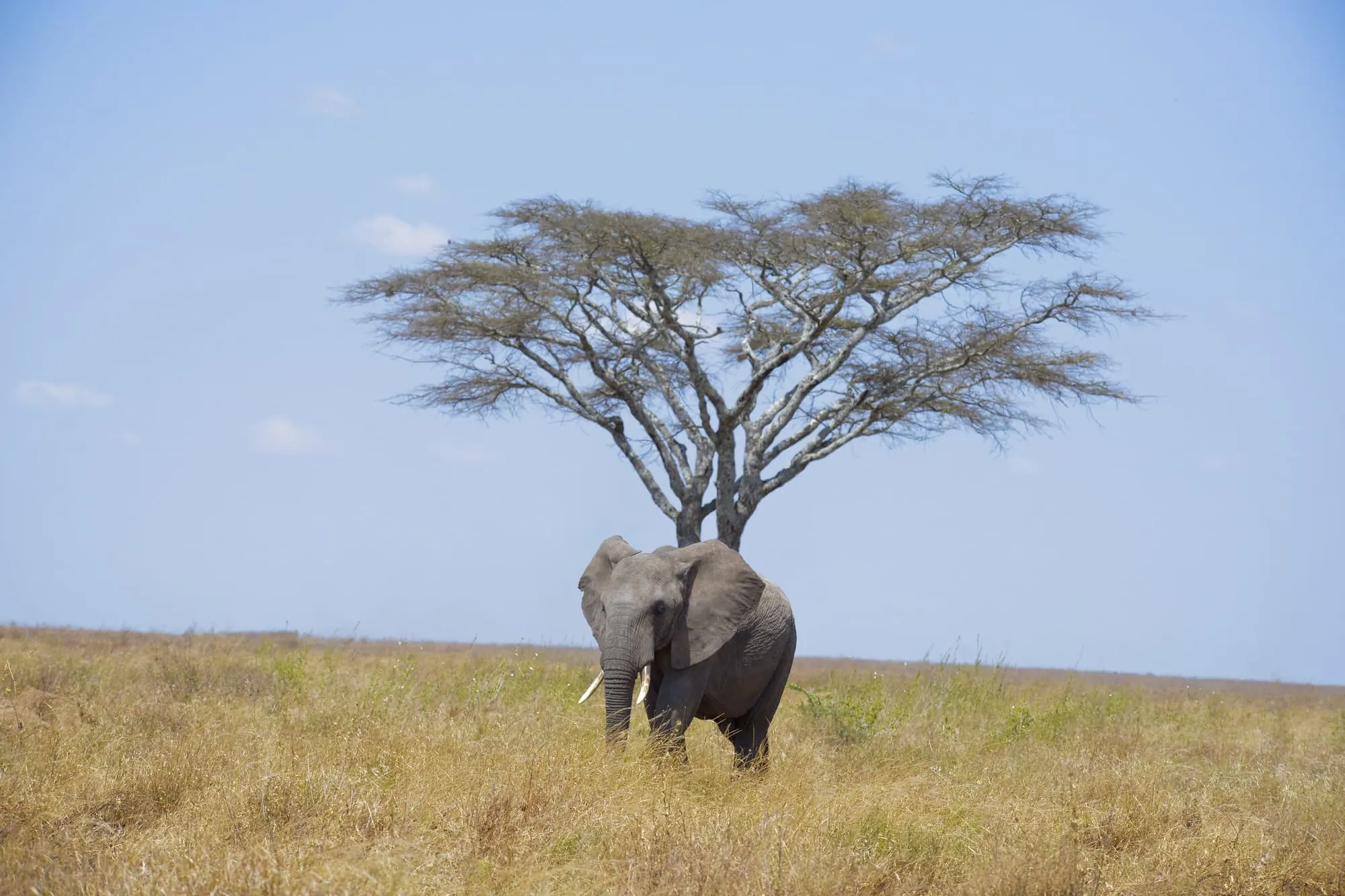 A lone elephant standing beneath a flat-topped acacia tree on open plains