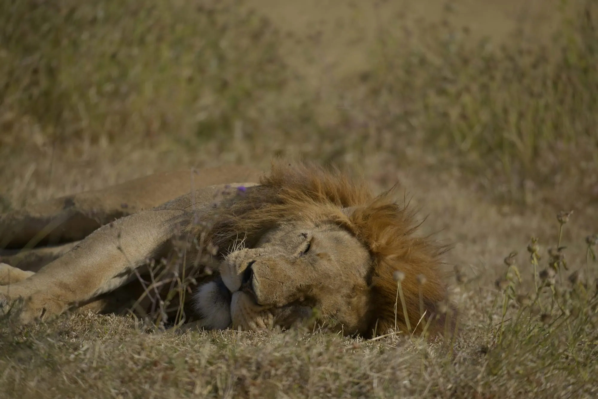 A male lion asleep in the shade