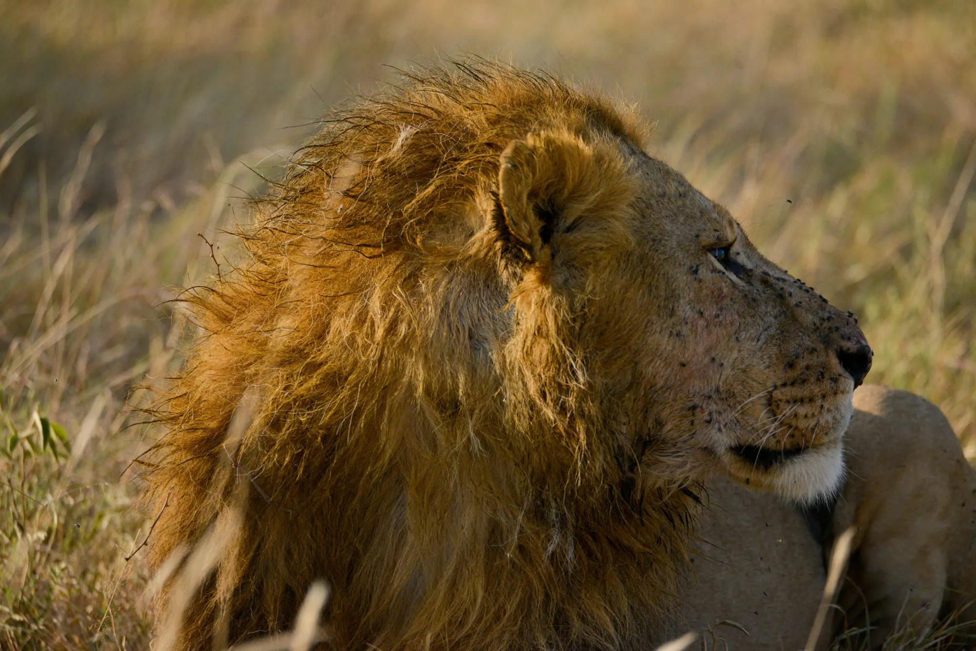 Profile of a male lion with a thick golden mane lying in dry grass
