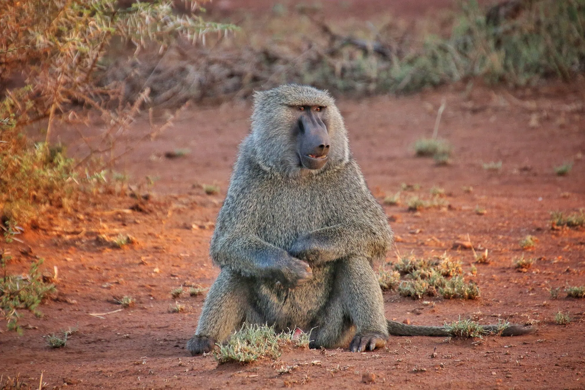 An olive baboon sitting on red earth