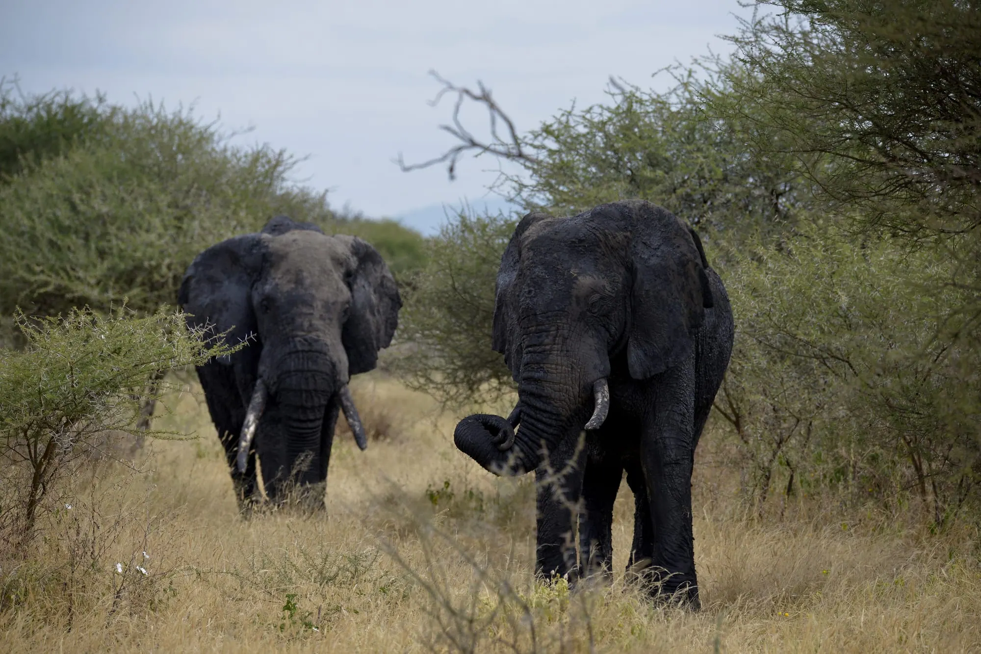 Two dark-skinned elephants walking through bush