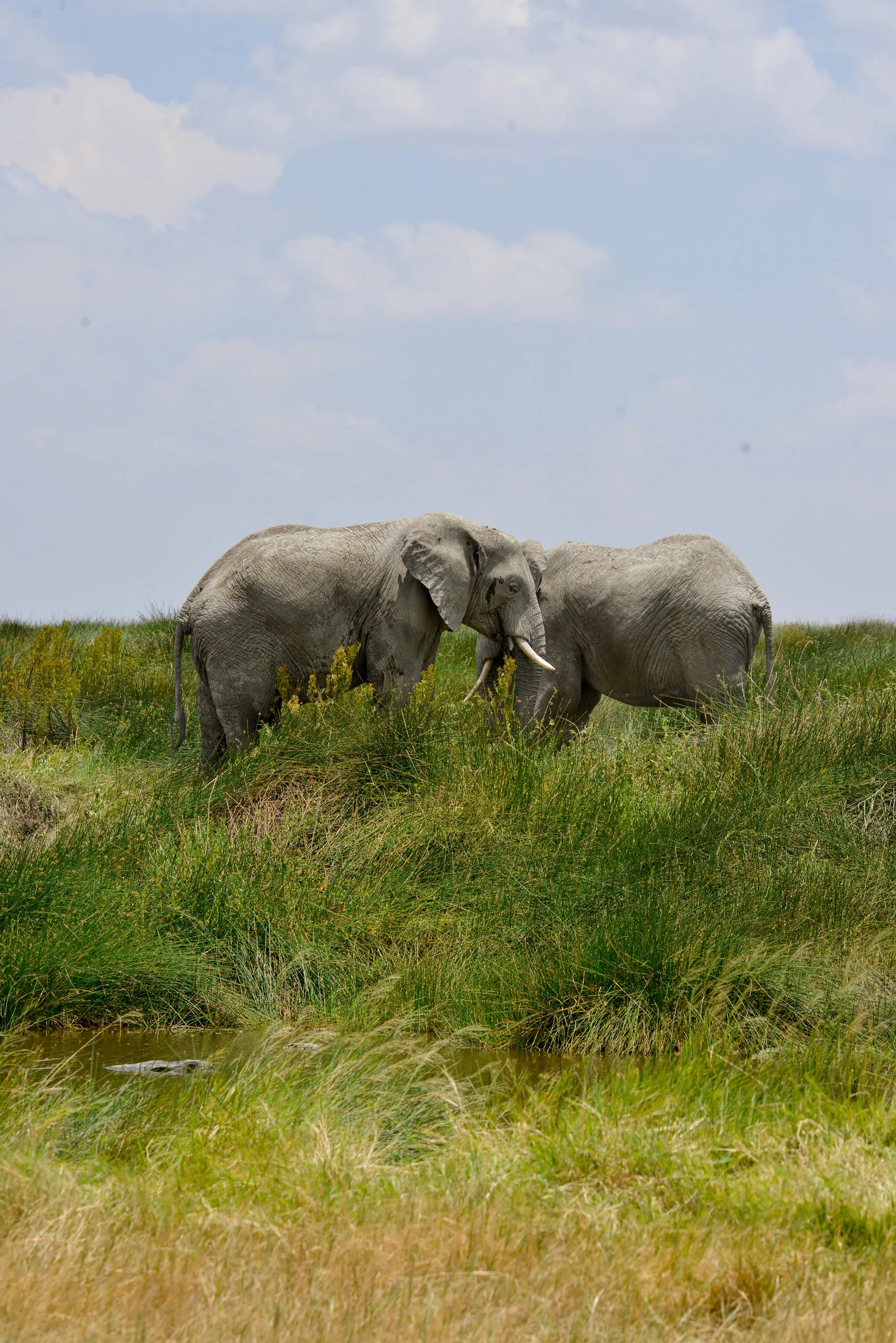 Two elephants standing together on a green grassy rise under a pale sky