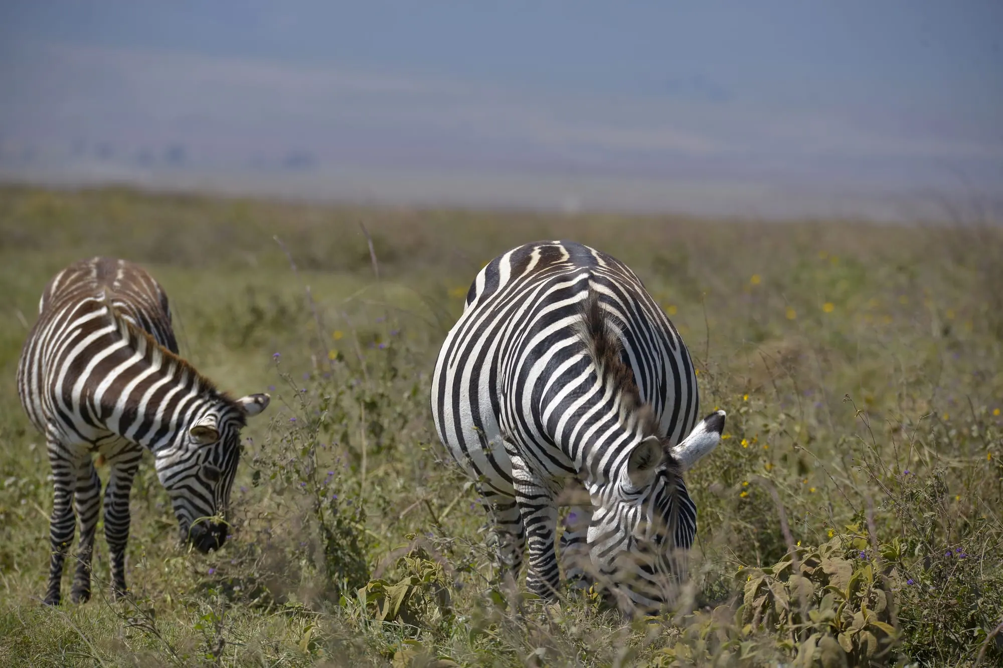 Two zebras grazing on short grass