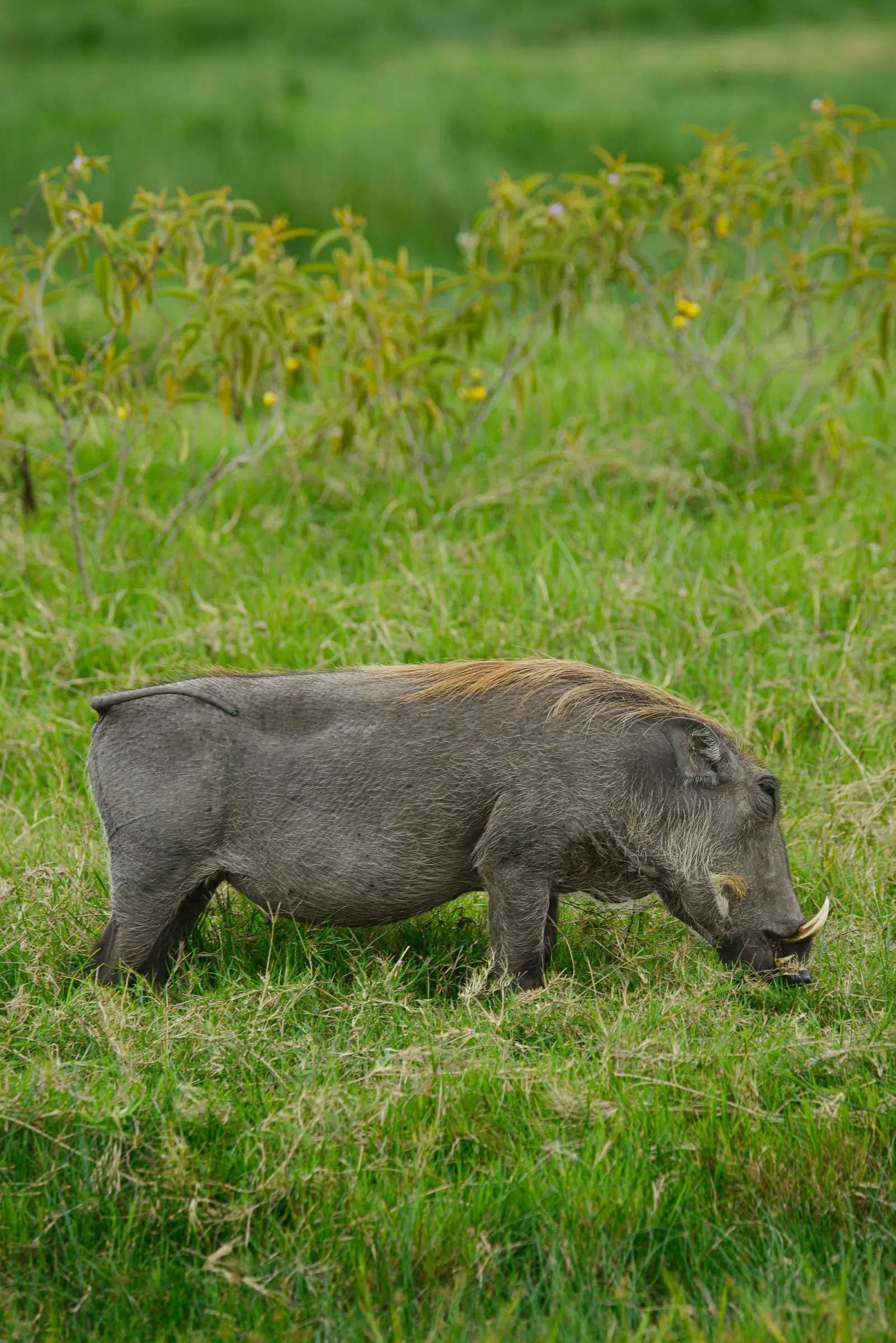 A warthog grazing on bright green grass