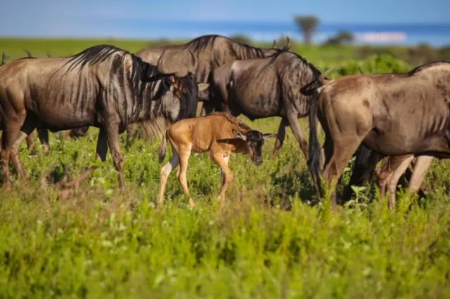 A wildebeest calf standing among adult wildebeest on green grass